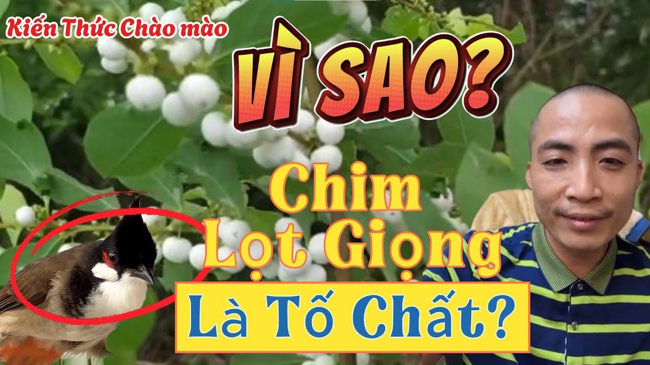 Sự Thật Về Những Con Chim Chào mào Lọt Giọng Mái “Không Giống Ai”