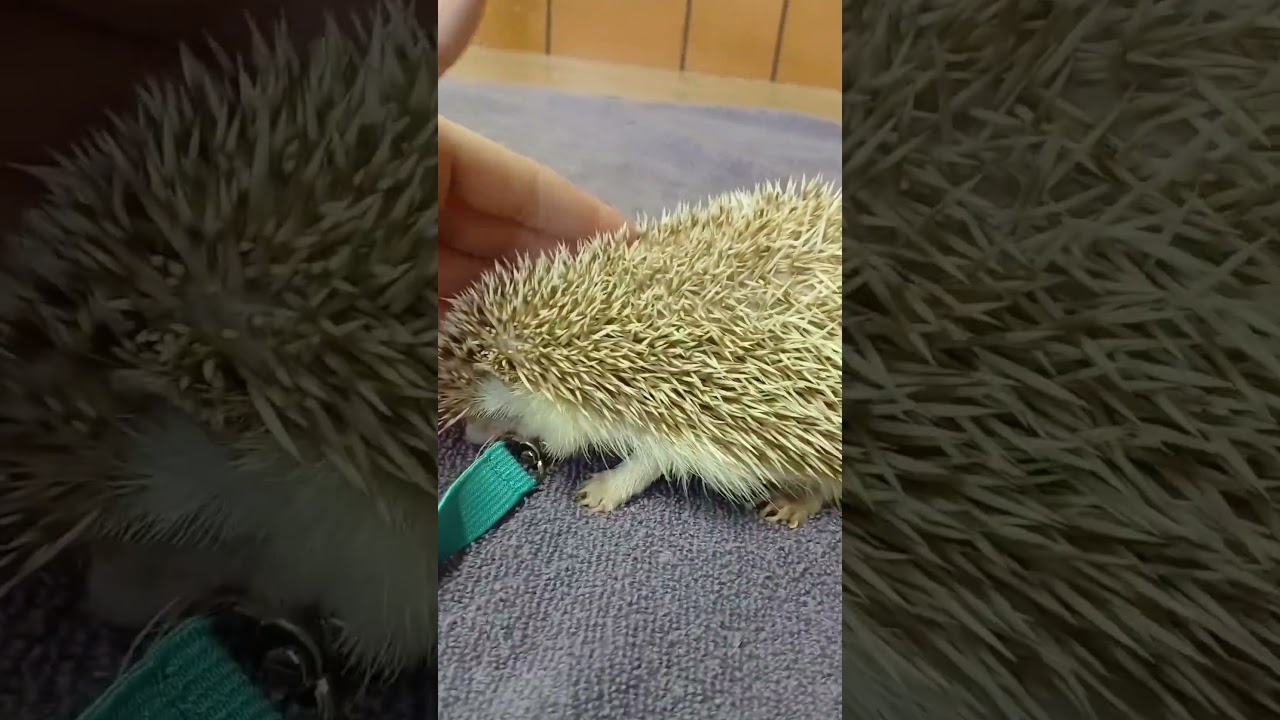 Fun Facts With WTB: Hedgehog Defense Sound