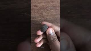 Smallest Coconut in the World.