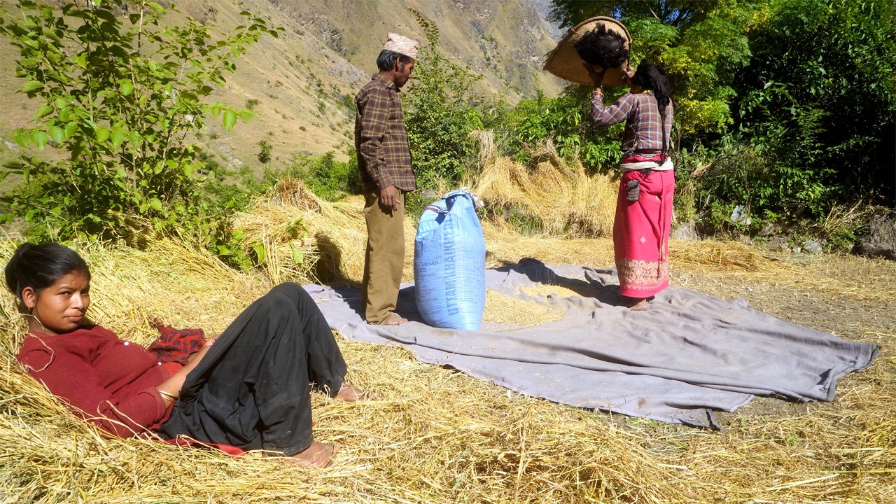  harvesting crops in the village || dharme brother's family village farming || rural Nepal ||