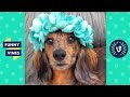 TRY NOT TO LAUGH - Cutest & Funniest Animals of the Week!