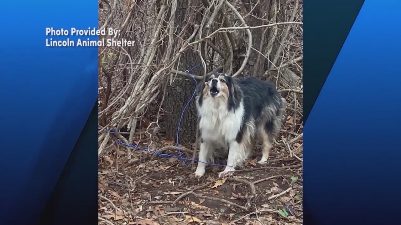 Dog found tied to tree in Lincoln - YouTube