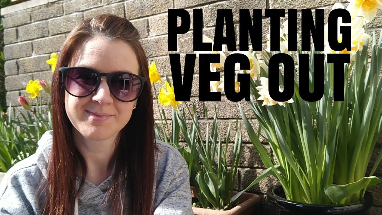 Planting Veg Seedlings & Direct Sowing Seeds (Raised Bed Allotment Garden)