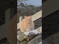 ginger #cat #Skye #scotland
