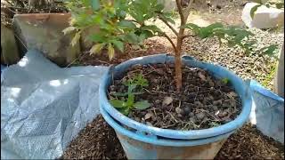 bonsai pemula