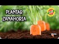 Cómo Sembrar Zanahorias