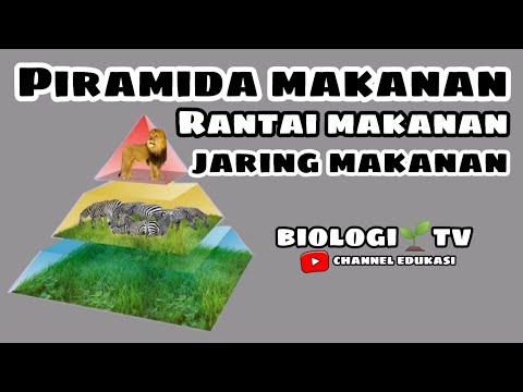 piramida makanan, rantai makanan, dan jaring jaring makanan