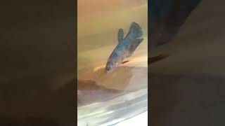 Cupang blue black night #dj #cupang