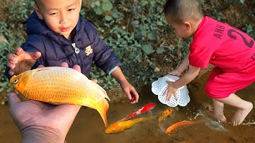 Em ổi úp con cá vàng dễ thương ở cái ao bỏ hoang #concá #cávàng #fishing #bắtcávàng #cá