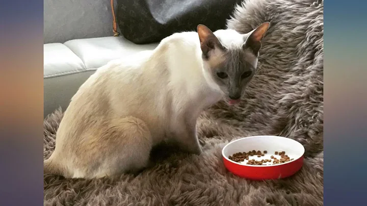 Video 8782691: canin feline, royal canin, cat food review, dry cat food, cat baby food, baby kitten, cat maine