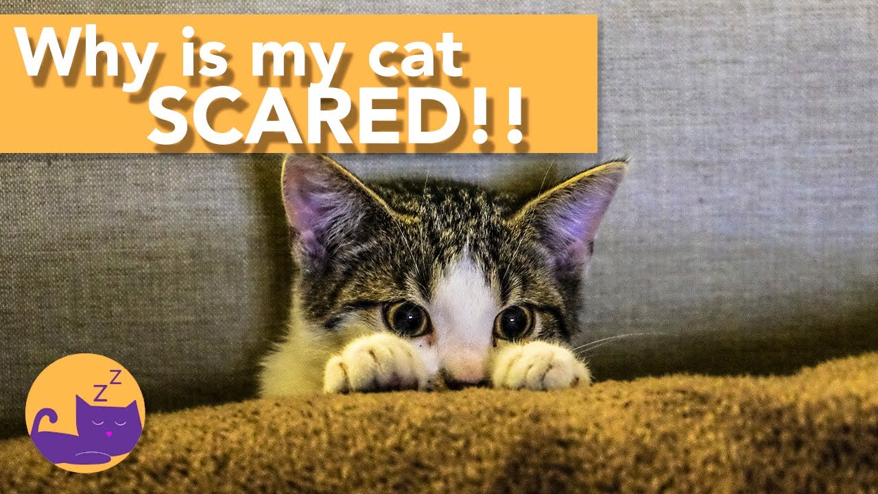 Why Is My Cat So Skittish All of a Sudden? 8 Reasons! 