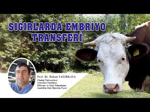Sığırlarda Embriyo Transferi