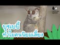 บุชเบบี้ ทำไมคนนิยมเลี้ยง | Animals Speak [By Mahidol Kids]