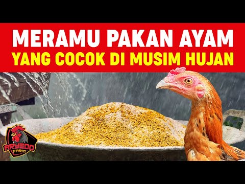 Video: Cara Memberi Makan Ayam Pada Musim Sejuk