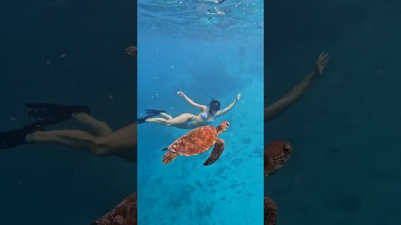 Moana's World Is Real 🌺😍🏝️#shorts #australia #travel #australiatravel #moana