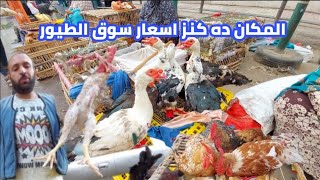 اسعار اليوم جمله| سوق الطيور اسكندريه| البط والفراخ والحمام