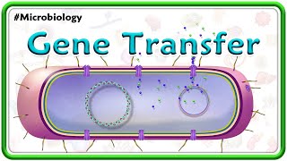 Gene Transfer Animation : Transformation, Transduction, Conjugation & Lysogenic conversion | USMLE