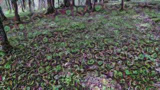 Psychedelic Replication Contest Winner "Forest Synesthesia" (by Symmetric Vision)
