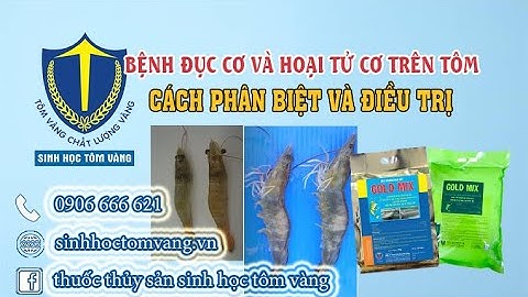 CÁCH PHÂN BIỆT CONG THÂN ĐỤC CƠ VÀ HOẠI TỬ CƠ TRÊN TÔM | SINH HỌC TÔM VÀNG official