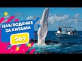 КИТЫ В ДОМИНИКАНЕ / ЭКСКУРСИЯ НАБЛЮДЕНИЯ ЗА КИТАМИ В ДОМИНИКАНЕ ОТ $69 дол / Republica Pro