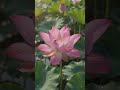 একদিনে বিশ লক্ষ নেকি পাওয়ার টেকনিক🌷#surah #shorts #islam #islamic #viral #trending #nature #allah