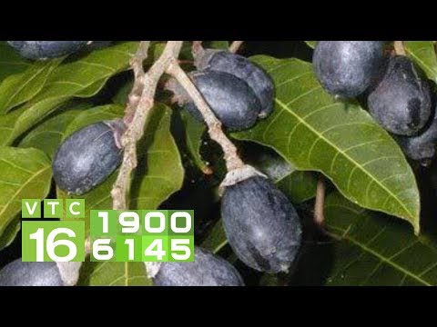 Video Cây trám không đậu quả, nguyên nhân và cách khắc phục... - youtube
