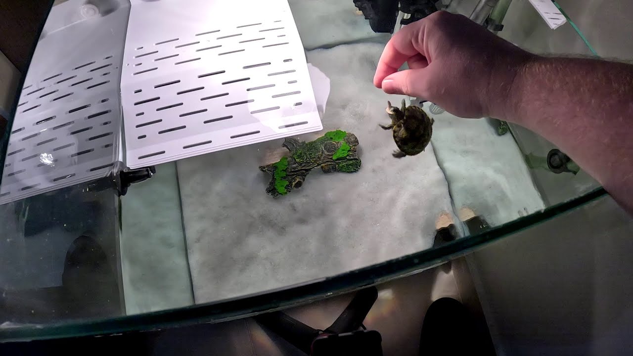 Su Kaplumbağası Ne Yer?🐢 Su Kaplumbağamın Yem Rutini 🍃 | Hangi Yemleri Kullanıyorum?