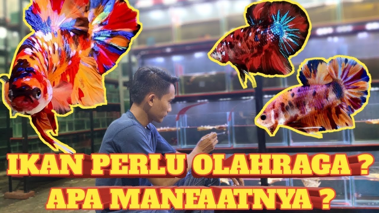 PERAWATAN CUPANG GIANT