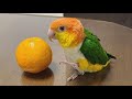 White bellied caique sounds  caique parrot talking  caique parrot dancing  playing