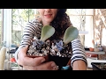 Succulent Leaf Propagation from Start to Finish w/ Sucs for You