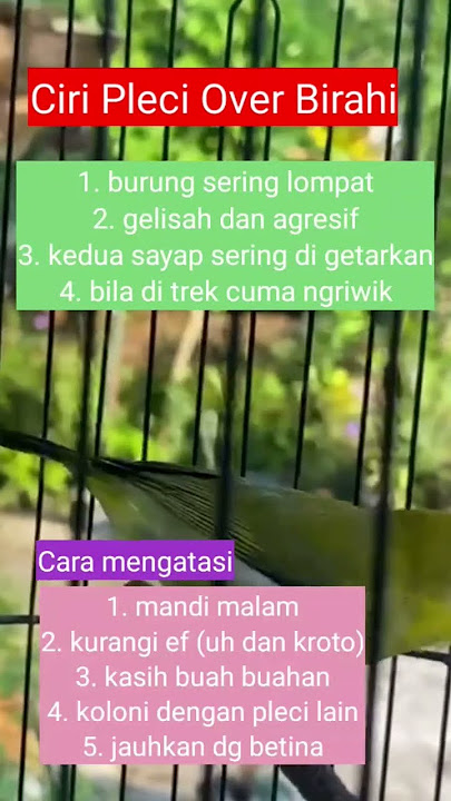 Ciri Pleci Over Birahi Atau OB #pleci #plecigacor