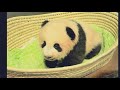 Baby panda pictures