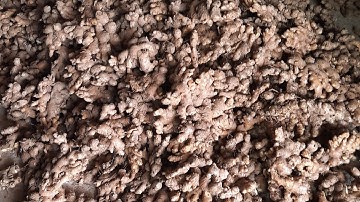 UPDATE HARGA JAHE HARI INI || TOKO HERBAL SUMATERA