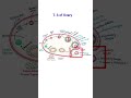T. S of Ovary