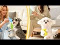 🎁 Unboxing 9 Whimsical Squeaky Dog Toys for Small Dogs & Puppies! 🐶