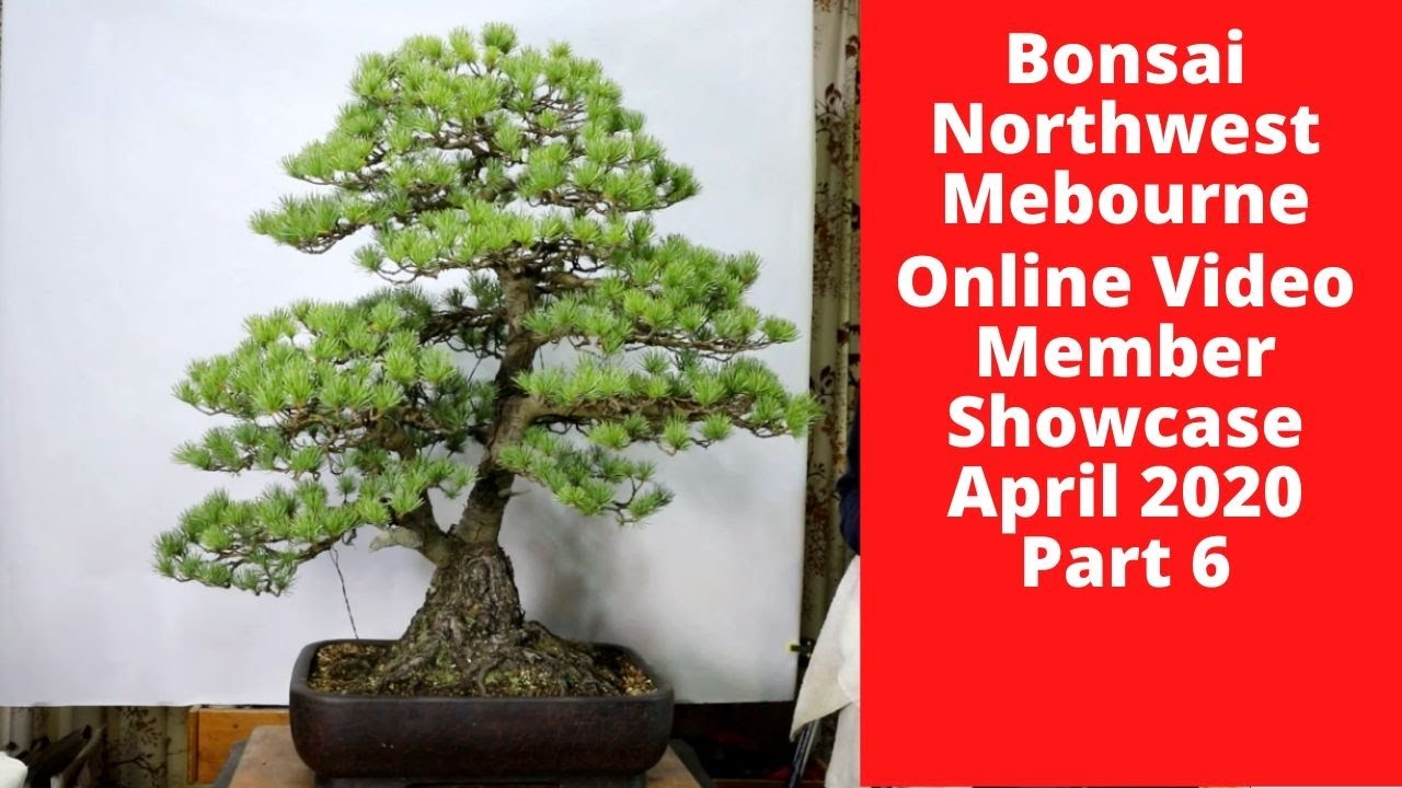 Bonsai Northwest Melbourne Online Video Showcase by Members April