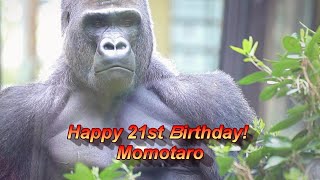 Dad Gorilla Momotaro celebrates his 21st birthday. A full two hours of permanent entertainment.