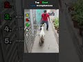 These Goats Failed So Bad 😂🐐(Wait For It…) #funny #shorts #goat