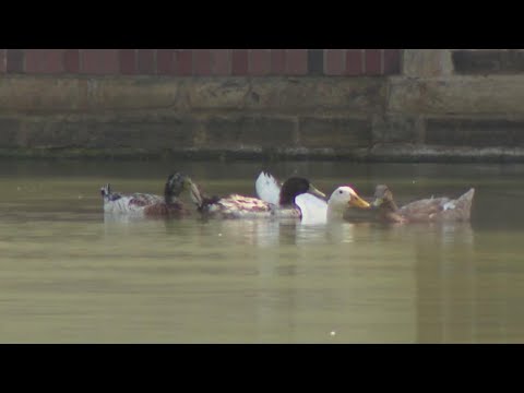 Elderly Cypress couple selling their home after HOA hits them with lawsuit for feeding ducks