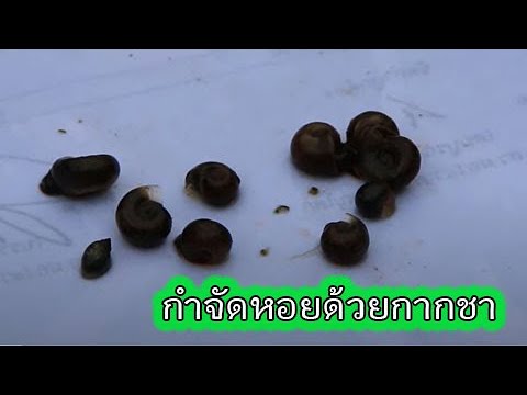 การใช้ซาโปนิน (กากชา) กำจัดหอยในอ่างบัว หนอนพับใบ และเพลี้ย