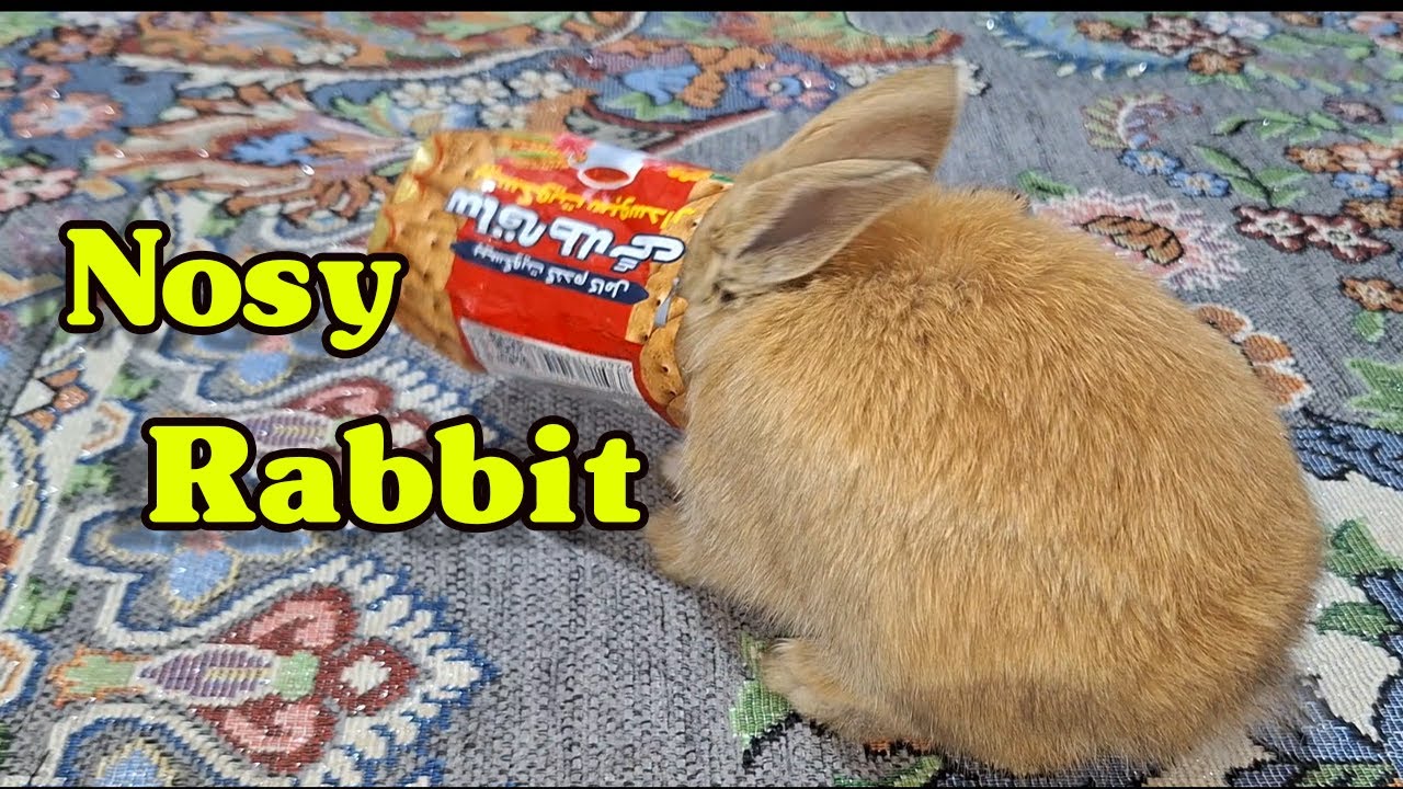 Nosy Rabbit Nosy rabbit in the home - YouTube