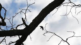 Fish Crow Flyover