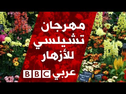 فيديو: كيف كان مهرجان تشيلسي للزهور