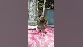 monyet pintar//godres buka baju menta mandi #monkey#monpai#take a bath#cloth#smart