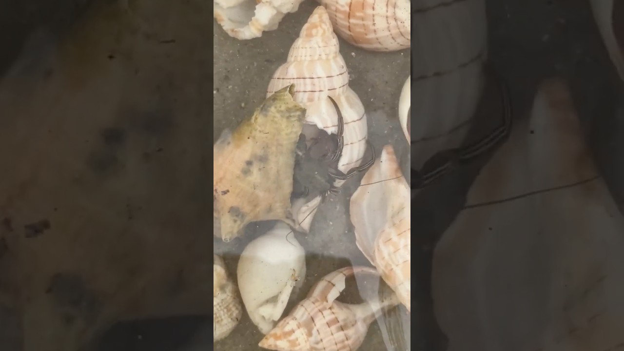 Hermit Switches Shell!