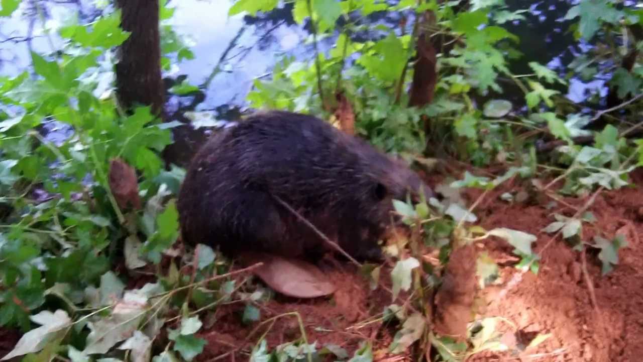 snake oil Beaver Trapping | Beaver Removal | Beaver Control in Cumming Ga