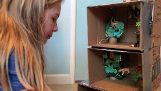 Amazon Rainforest Diorama