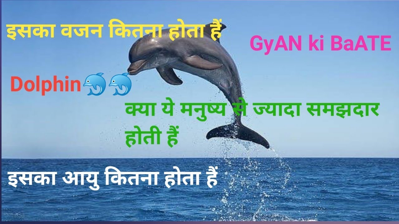 ?????????????????? ?????? ???????????? ???????????? ?????????????????? ????????? ????????? ?????????! Dolphin ka weight kitna hota