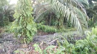 Pohon Kelapa Sawit (Elaeis)