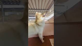|| RIO HOWLING || || RioTheHusky || #siberianhusky #huskylife #wolf #love #ytshorts #hoawling #rio